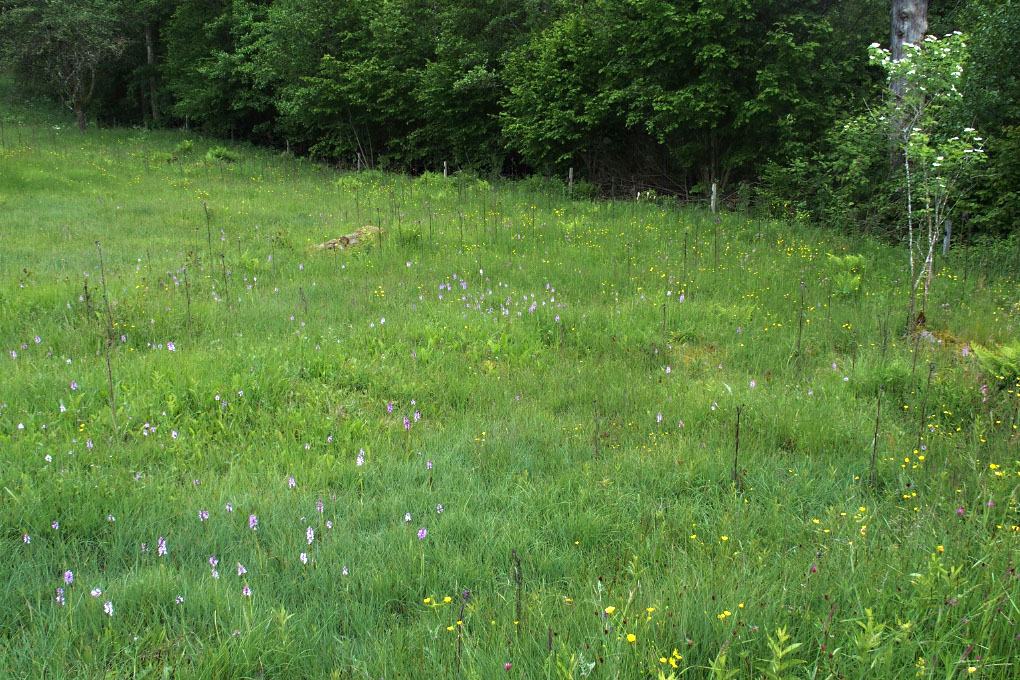 Småland juni 2015