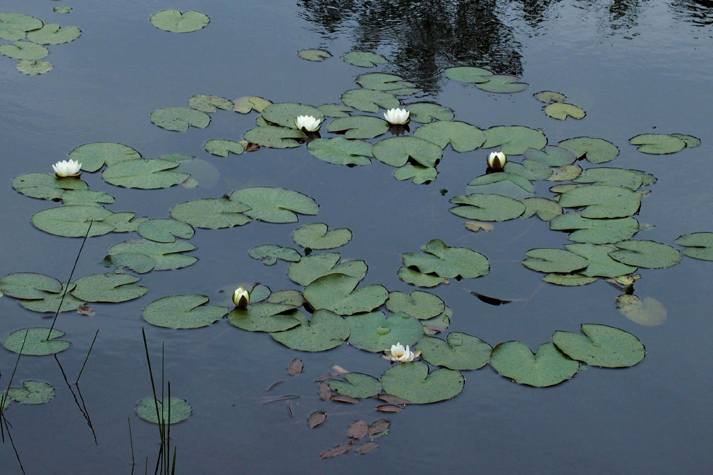 Småland juni 2015