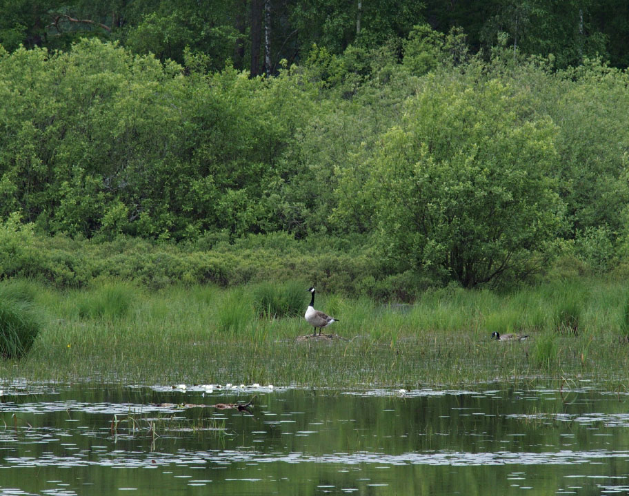 Småland juni 2015