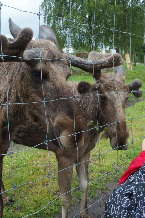 Småland juni 2015