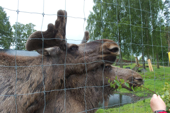 Småland juni 2015