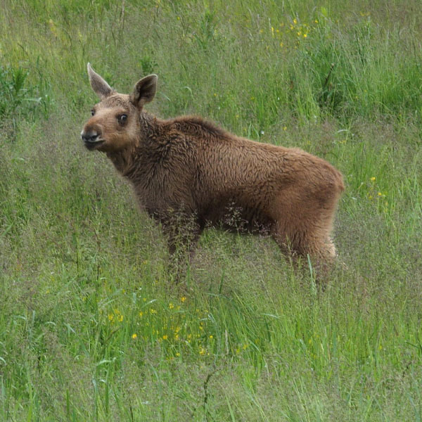 Småland juni 2015
