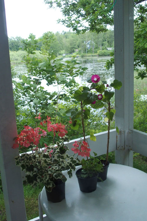 Småland juni 2015