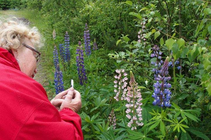 Småland juni 2015