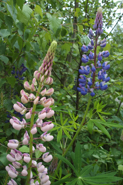 Småland juni 2015