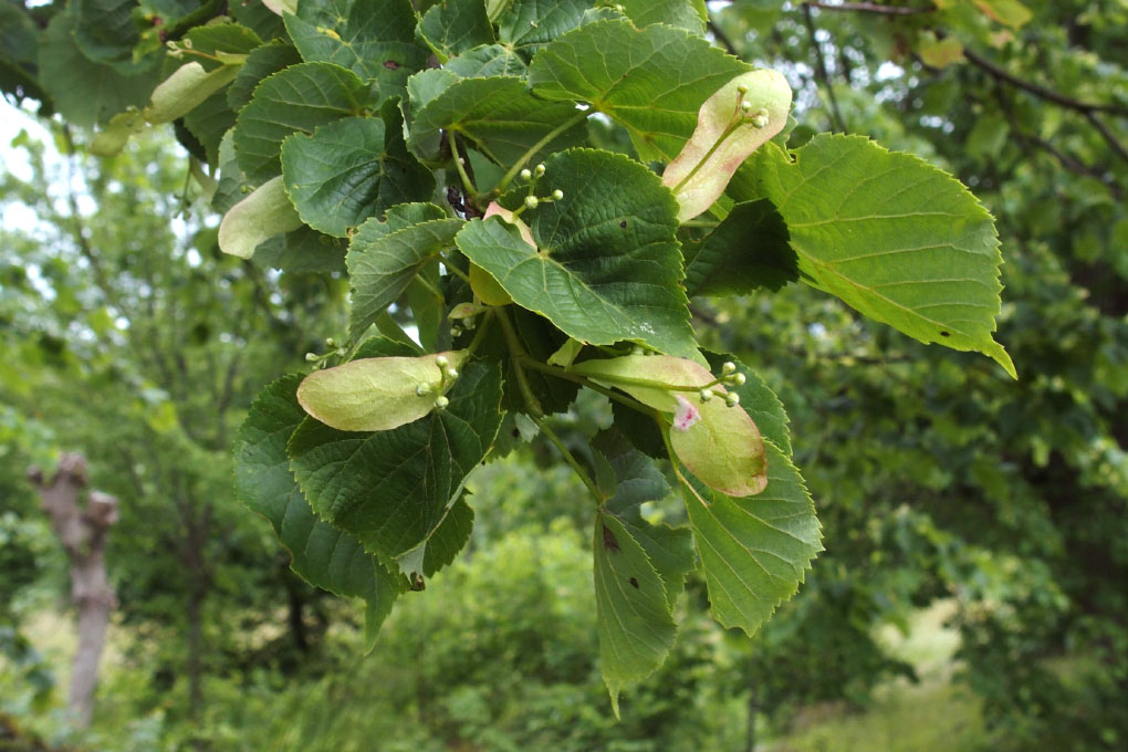 Småland juni 2015