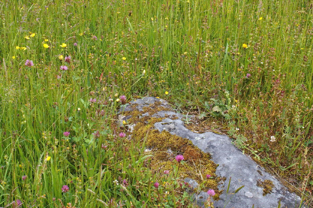 Småland juni 2015