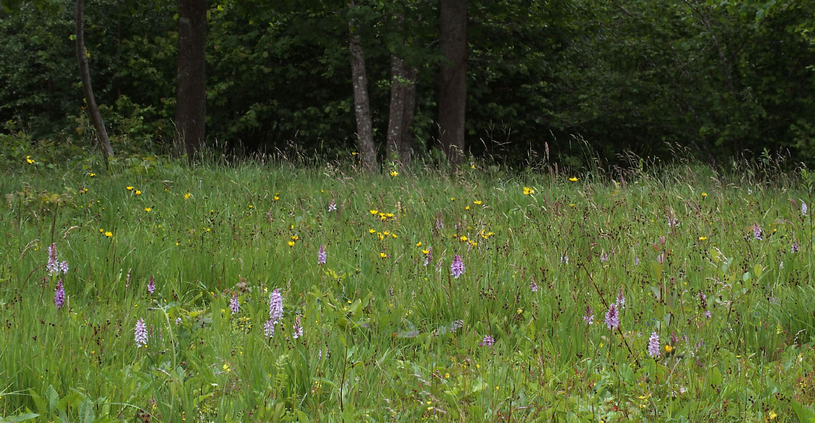 Småland juni 2015