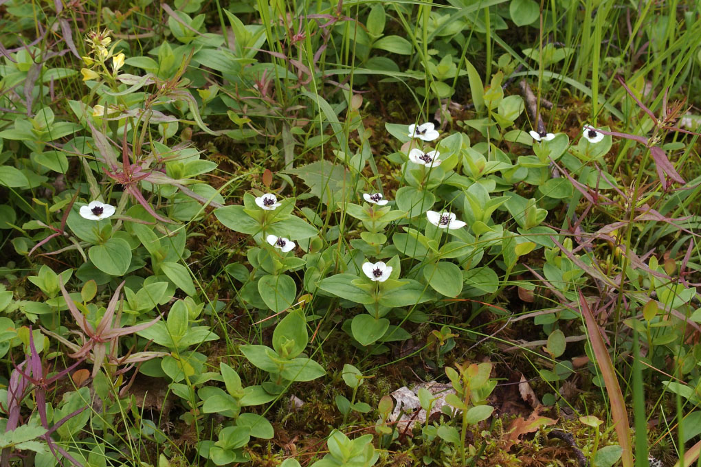 Småland juni 2015