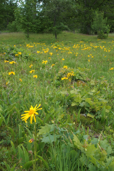 Småland juni 2015