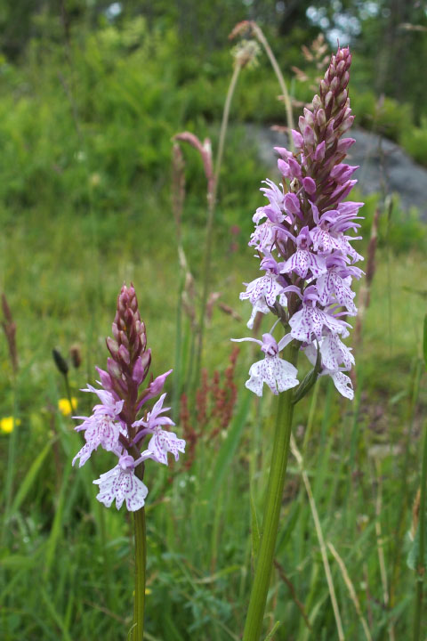 Småland juni 2015