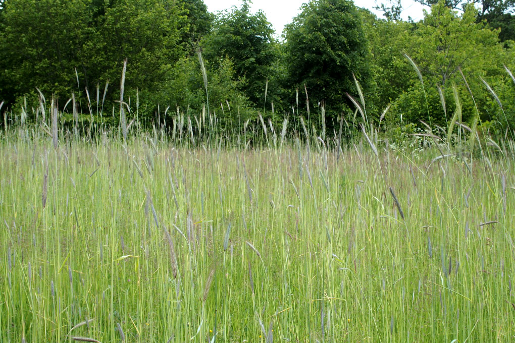 Småland juni 2015